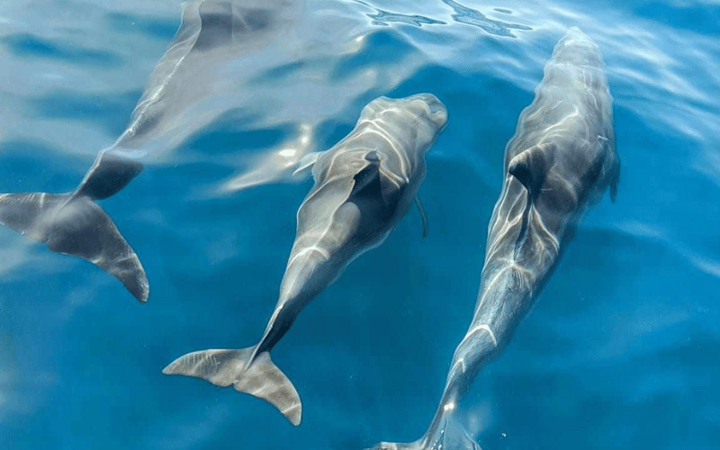 dauphins algarve