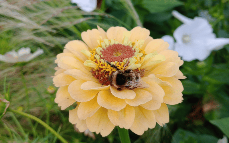 Bumblebee on a flower at Töölö  