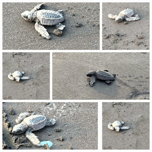 tortues tortues