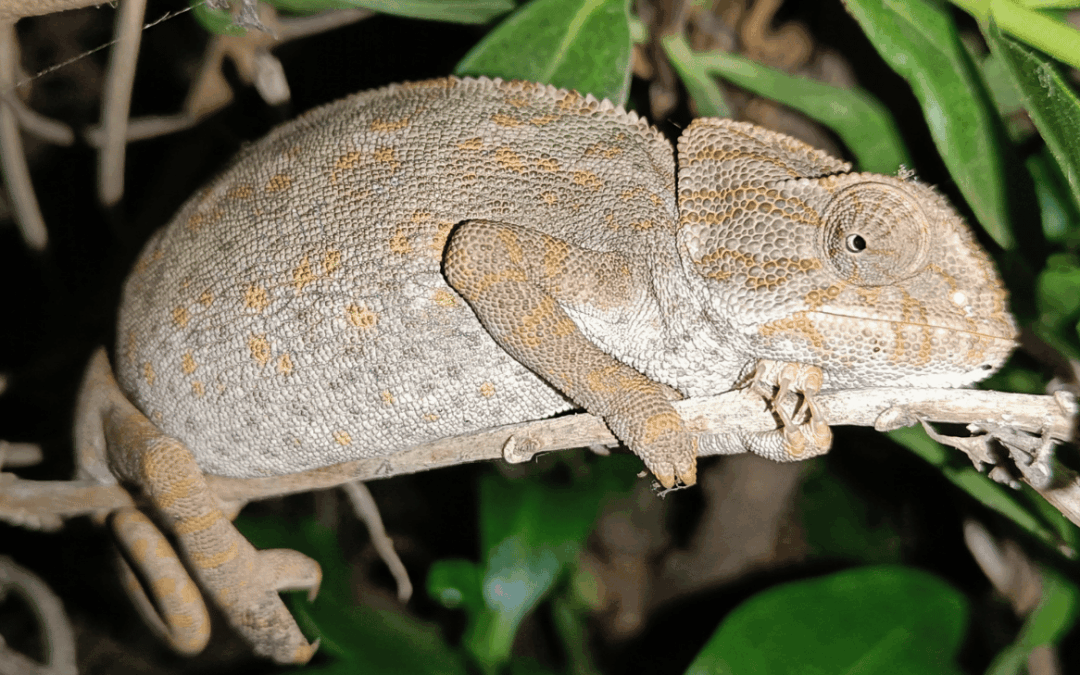 cameleon blog oddience2030